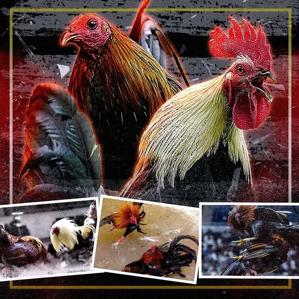 House of Luck featured image for online sabong page